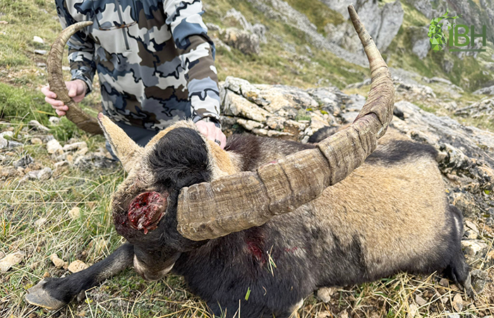 Ibex with a broken horn after falling.