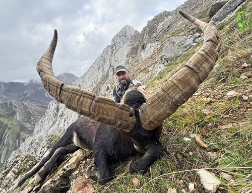 Incredible Gredos ibex with a special end