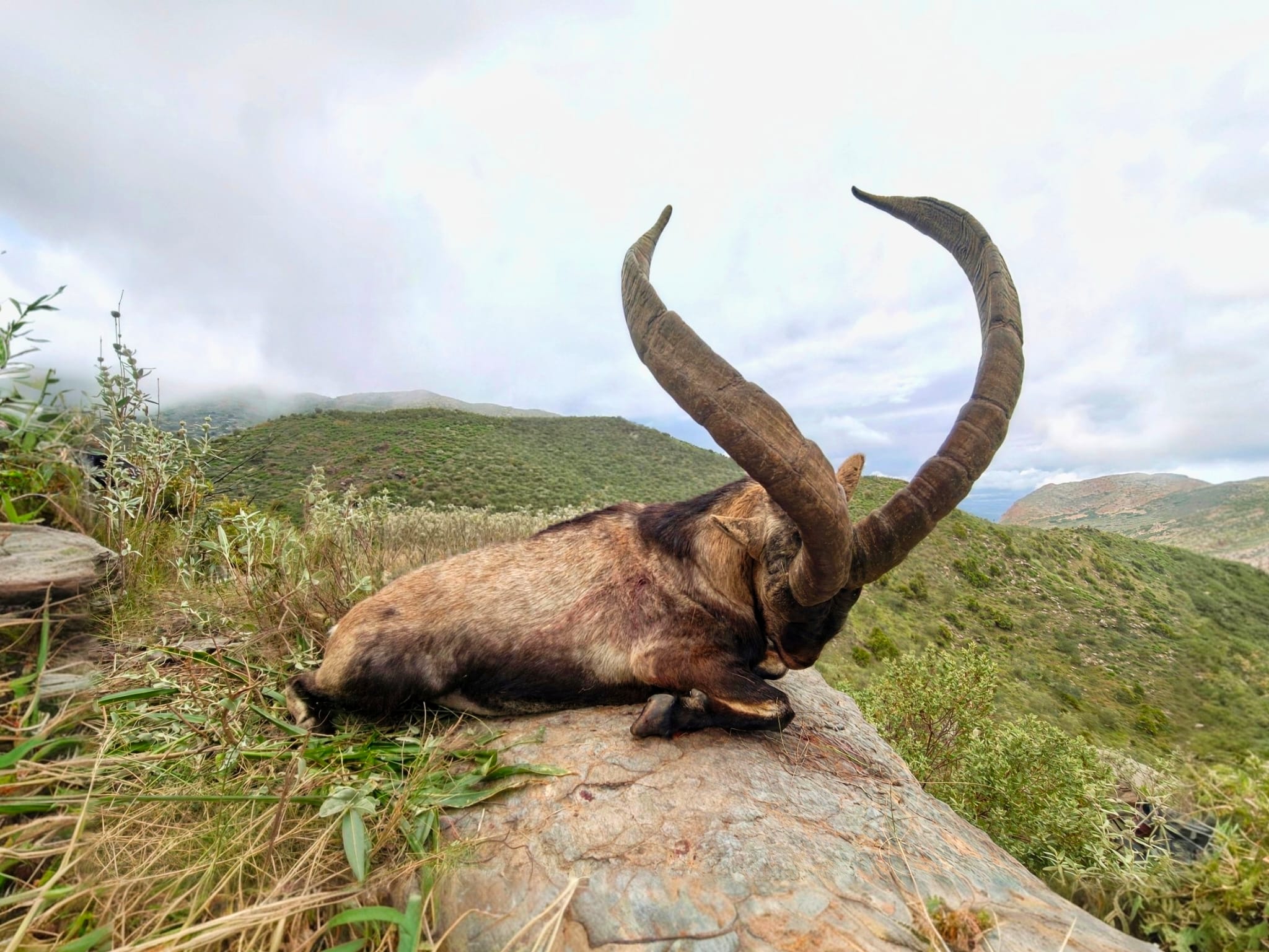 Southeastern Ibex hunting in Spain