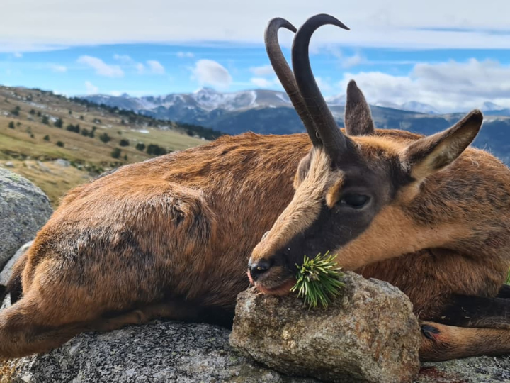 Pyrenean Chamois hunting in Spain