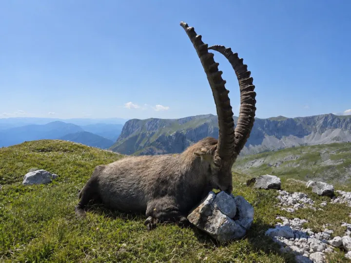 Alpine Ibex hunting in Austria 2026