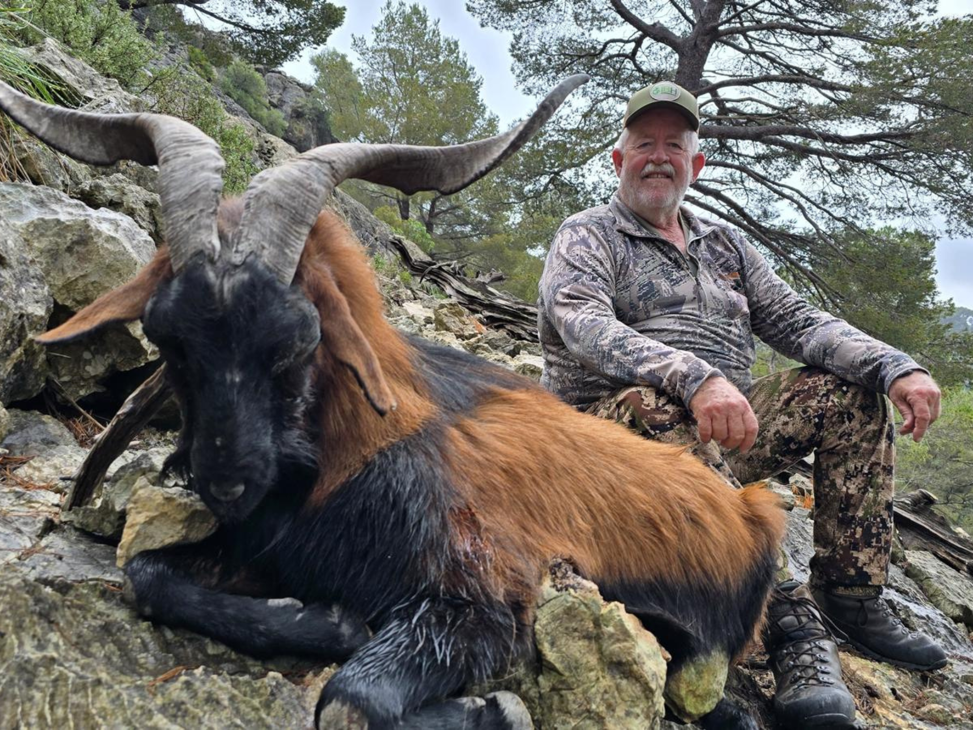 Balearian Boc hunting in Mallorca Spain