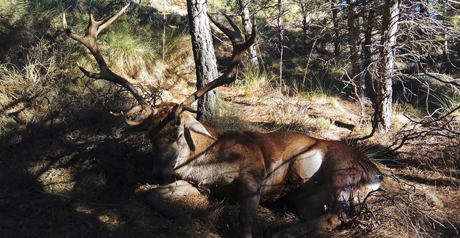 Trophy hunt of Iberian Red Stag deer 