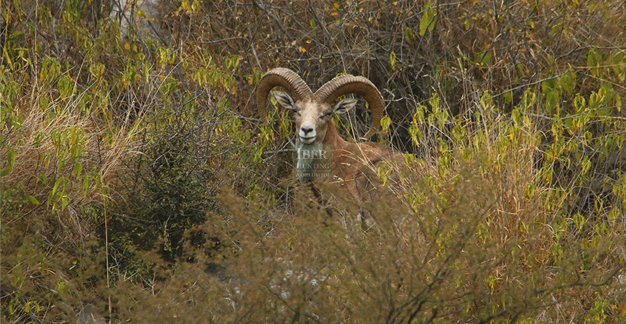 Hunting urial in Pakistan