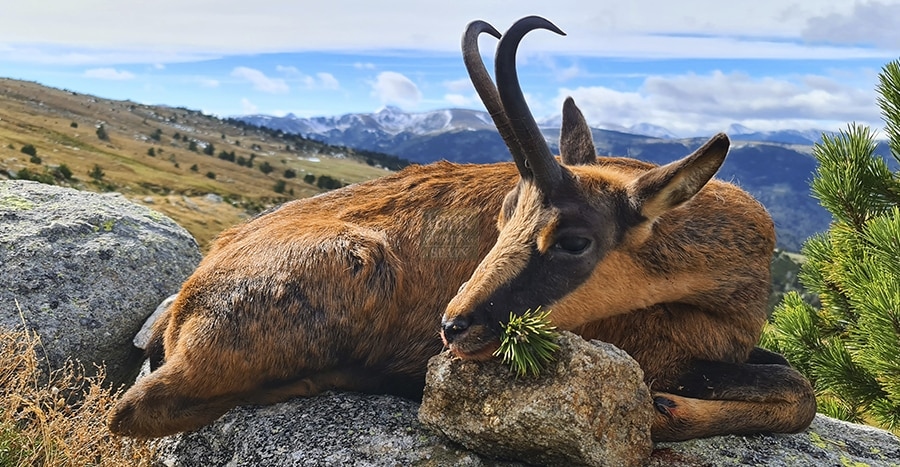 Pyrenean chamois hunting trophy