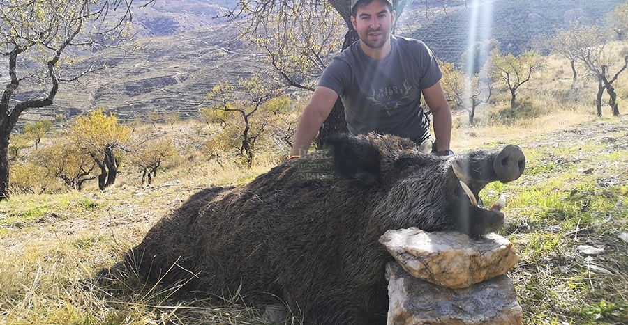 Hunter with a big trophy of Spanish wild boar
