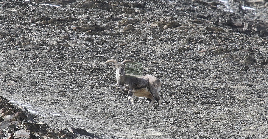 Hunting blandfor urial in Pakistan 