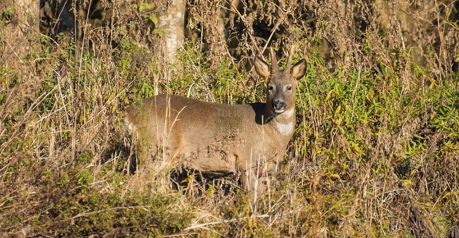 Roe deer in the bush