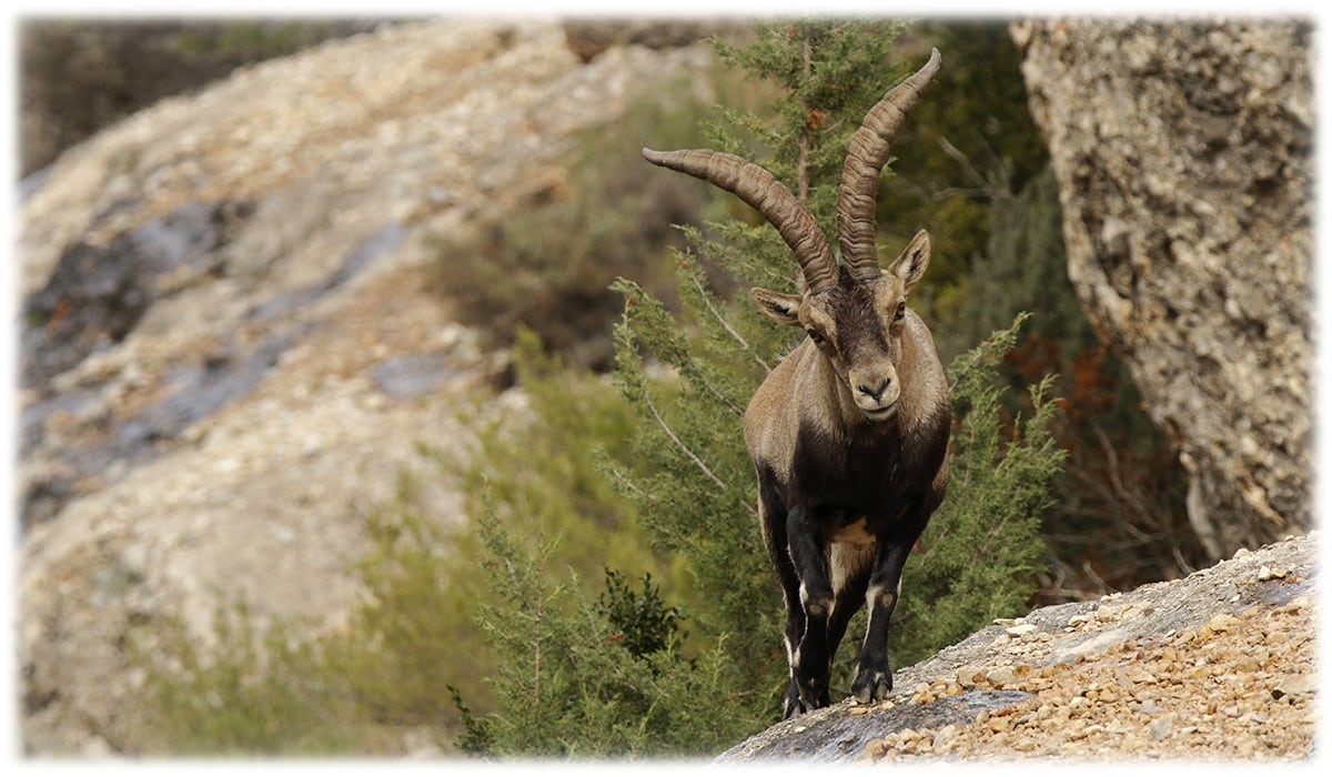 IBERHUNTING. Hunting in Spain and Worldwide-Hunting Outfitter