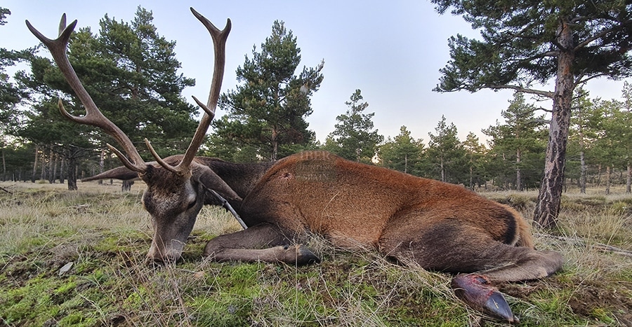 Trophy hunt of Red Stag Deer