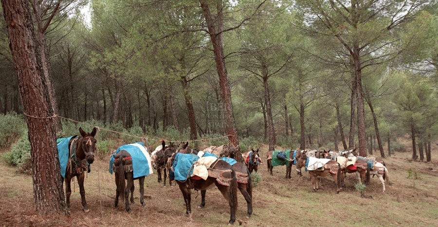 Group of mules that are used to take care of the hunting trophies