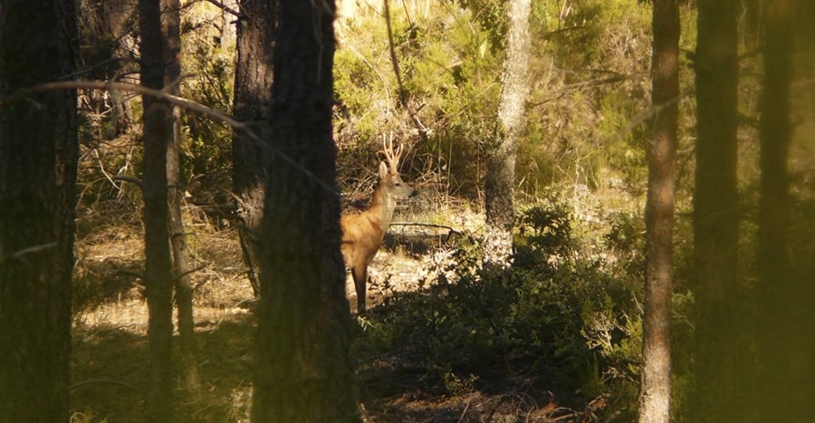 roe deer behind the trees in Spain