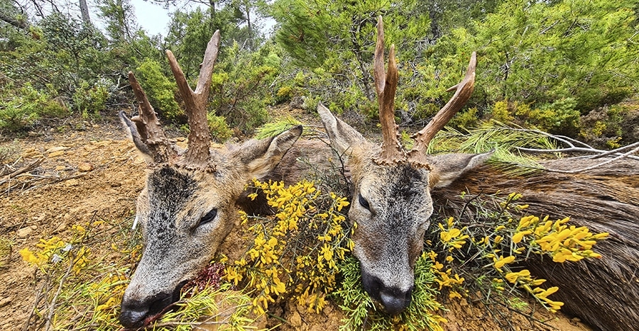 Two trophies of roe deer together