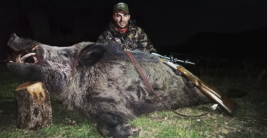 Hunting trophy of wild boar at night